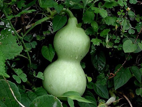 Bottle Gourd