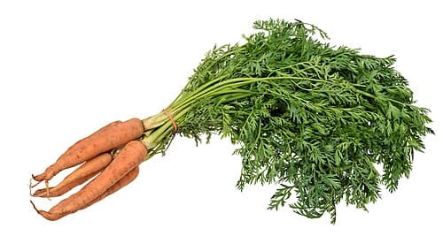 Carrot